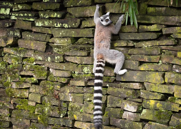 Lemur katta 爬上石墙 — 图库照片