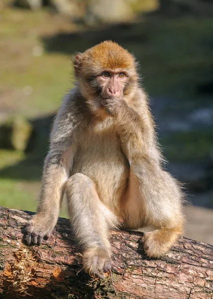 Portrait of young Barbary macaque sitting on a tree made in semi-free park — Stock Photo, Image