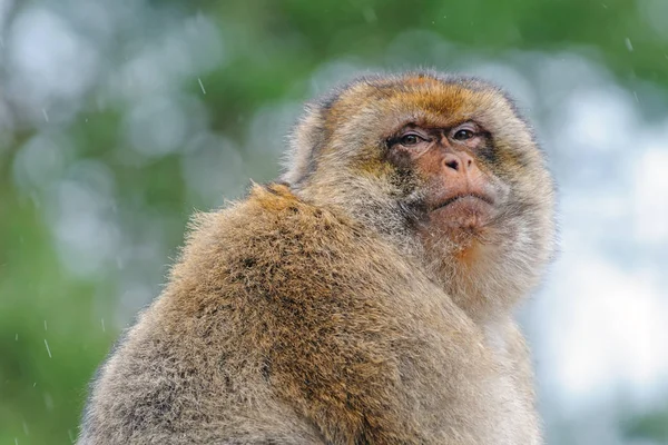Retrato de un macaco de berbería adulto hecho en un parque semi-libre —  Fotos de Stock