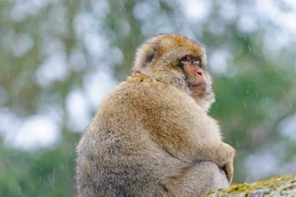 Portrait of an adult Barbary macaque made in dutch semi-free park — Stock Photo, Image