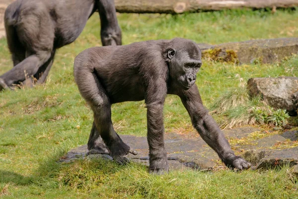 The young western lowland gorilla is walking in the semi-free park