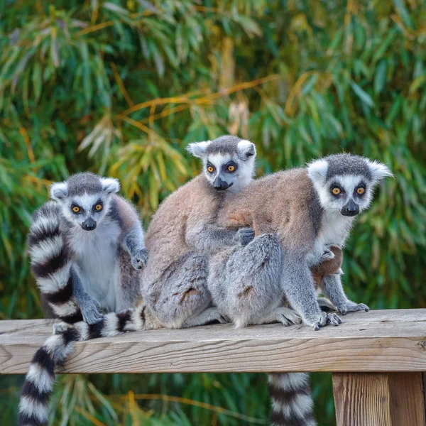Une femelle adulte avec un ourson dans un groupe de lémuriens à queue cerclée (Lemur catta ) — Photo