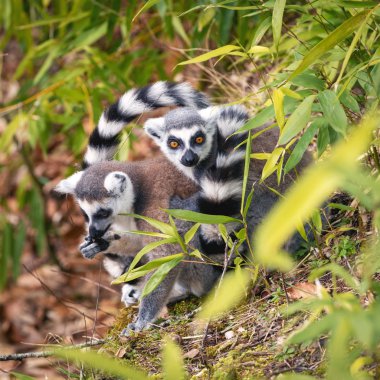 Yamaçta oturan iki yetişkin halka kuyruklu lemur