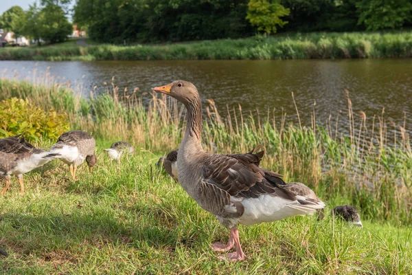 Felnőtt greyleg liba (Anser Anser) a vedlik a víz közelében — Stock Fotó