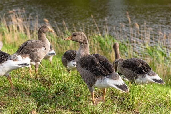 Young greyleg geese ( Anser anser)  in the morning near the water — 스톡 사진