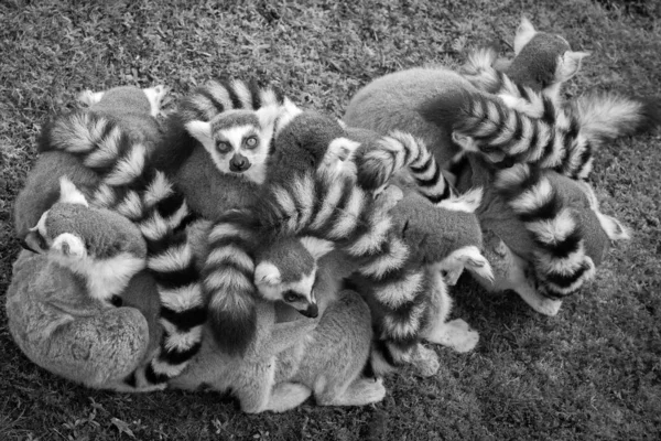 Μια ομάδα από λεμούριους που ξεκουράζονται στο γρασίδι. — Φωτογραφία Αρχείου