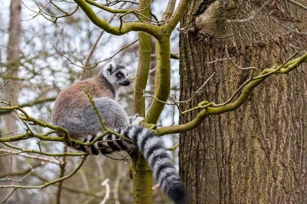 Katta lemure adulta seduta su un albero — Foto Stock