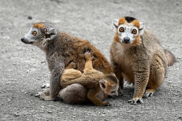 Crowned lemur (Eulemur coronatus) family — Stock Photo, Image