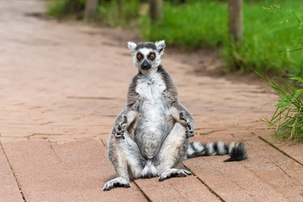 Volwassen Lemur Katta neemt een zonnebad — Stockfoto