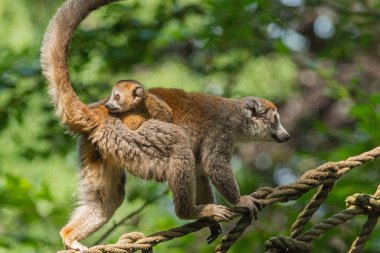 Kadın taçlı lemur sırtında bir bebek ile yürüyor