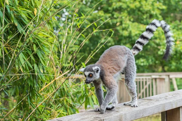 Adult lemur katta walks along the railing of the bridge — Stock Photo, Image