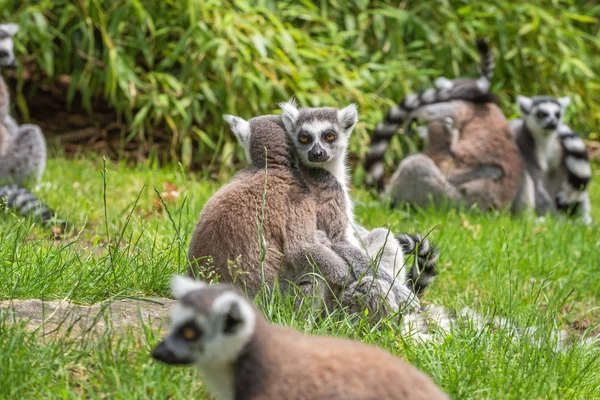 Katta lemurs em uma pausa de dia em uma clareira — Fotografia de Stock