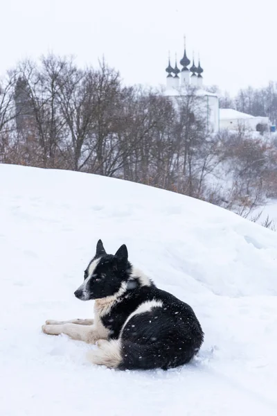 Чорно-білий собака лежить на снігу — стокове фото
