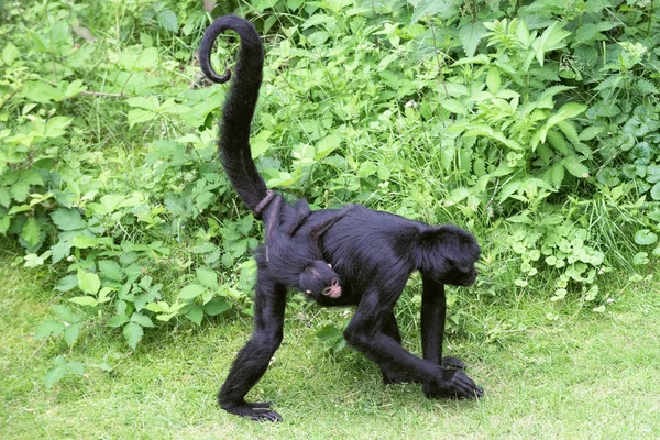 Vista lateral de una hembra adulta de mono araña colombiano con un cachorro — Foto de Stock