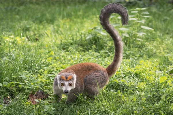 Lemure incoronato femmina adulta (Eulemur coronatus) cammina su erba verde — Foto Stock