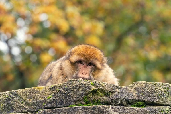 Autumn portreit of an adult Barbary macaque — Stock Photo, Image