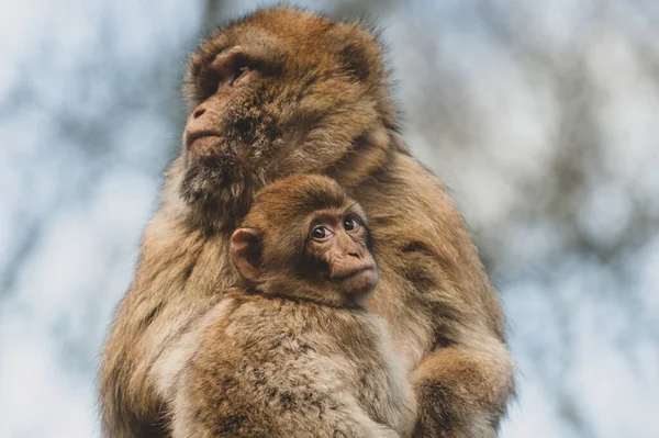 Little Barbary Macaque Cub Przytula Się Swojej Matki — Zdjęcie stockowe