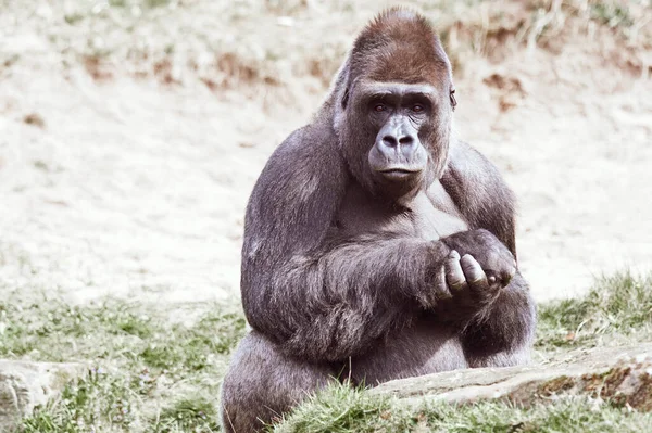 Taşların Arasında Oturan Yetişkin Bir Erkek Gorilin Tam Portresi — Stok fotoğraf