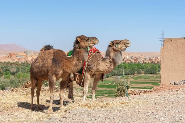 Dua Dromedaries Pada Latar Belakang Oasis — Stok Foto