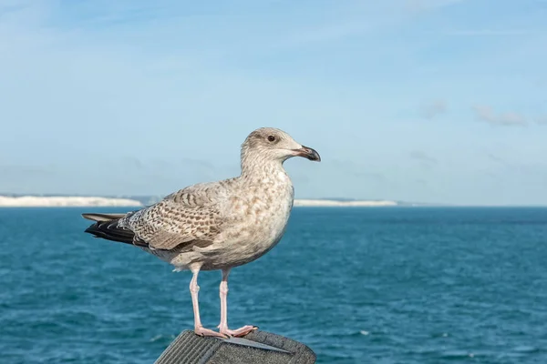 Young European Herring Gull Background Sea — Stock Photo, Image