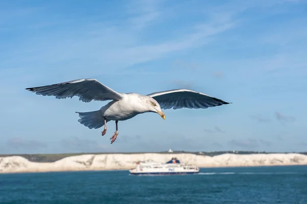 Racek Letící Obloze Poblíž Pobřeží Velké Británie — Stock fotografie