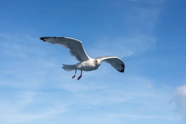 Portrait Adult European Herring Gull Flying Blue Sky — Stock Photo, Image