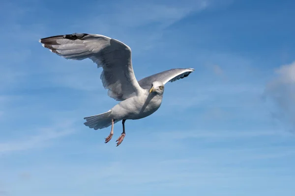Portrait Adult European Herring Gull Flight — Stock Photo, Image