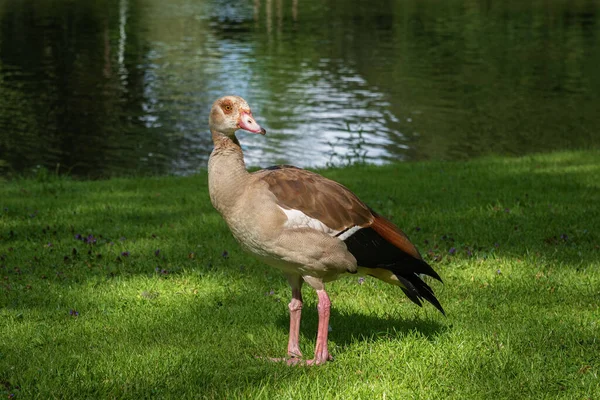 Portrait Une Jeune Oie Égyptienne Alopochen Aegyptiaca Sur Rive Canal — Photo