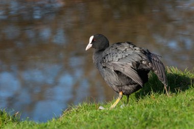 An adult coot (Fulica atra) cleans its plumage in the sun while standing on the shore of a pond clipart