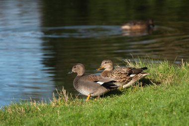 A pair of adult gadwalls (Mareca strepera) stands on the shore of a pond on a sunny winter morning clipart