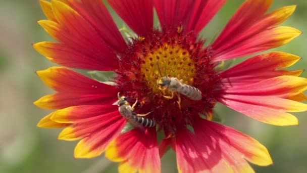 Macro fotografía abeja y flor . — Vídeo de stock