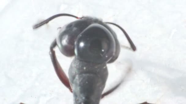 露水中的蚂蚁清洗它的胡子 — 图库视频影像