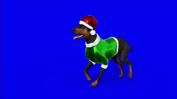 Dog dressed as Santa is going, Animation, blue background — Stock Video