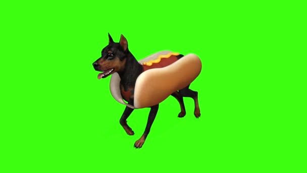 Cane in costume hot dog corre — Video Stock