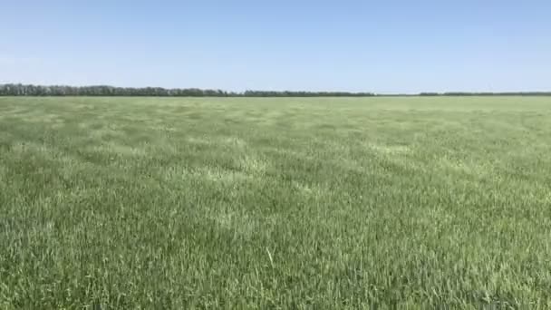 Пшеничное поле под ветром — стоковое видео