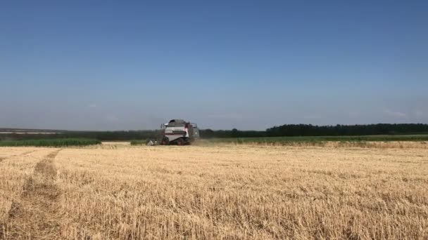 Buğday alan rüzgar altında — Stok video