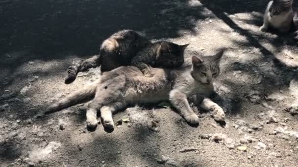 Gato macho cuidar de um gato fêmea — Vídeo de Stock