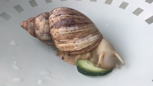 De slak eet een komkommer, time-lapse — Stockvideo