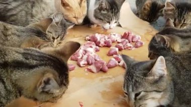 birkaç kabarık evsiz cats tavuk eti yemek