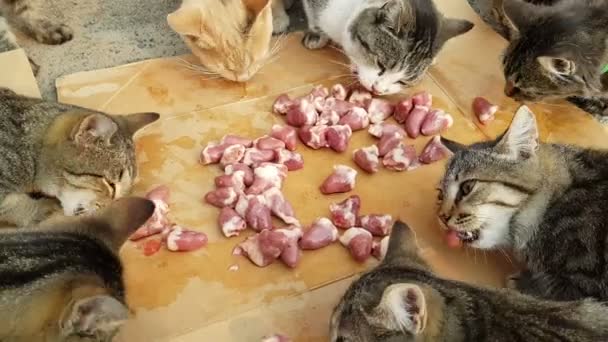 Több bolyhos hajléktalan macskák esznek húst csirke — Stock videók