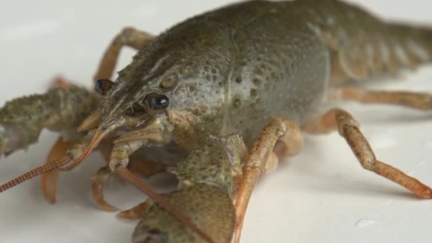 River crayfish, closeup — Stock Video