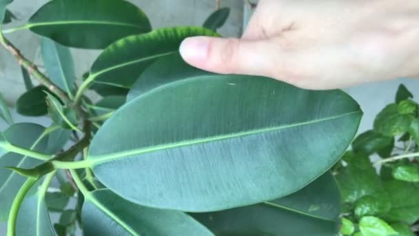 Meisje wrijft een ficus blad — Stockvideo