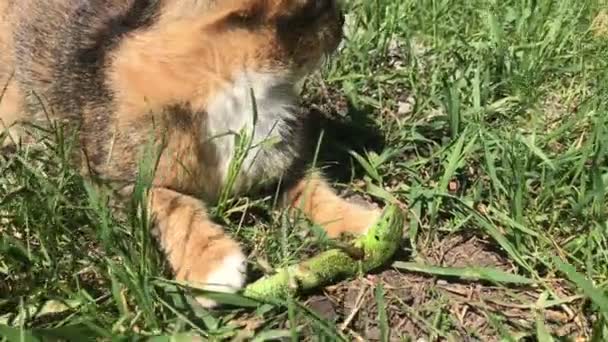 Kat vangt een hagedis — Stockvideo