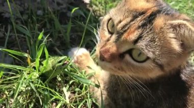 kedi bir kertenkele yakalar