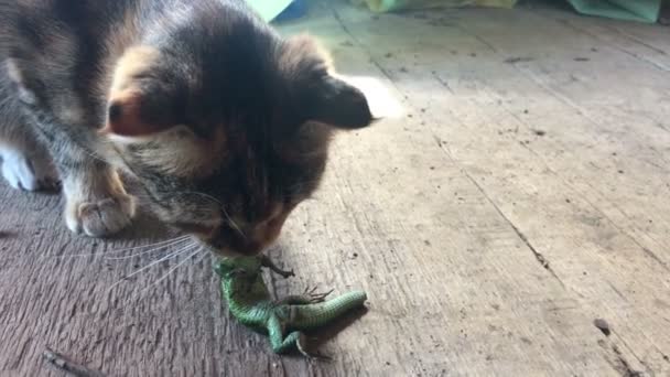 Кошка ловит ящерицу — стоковое видео