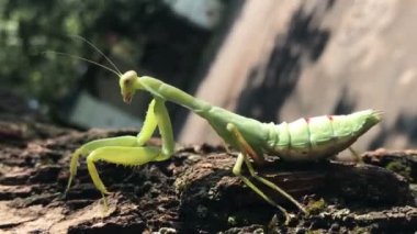 Böcek peygamber devesi ağaçta sürünüyor.