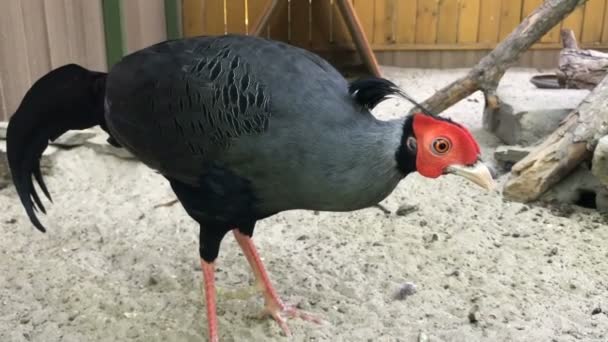 Dos hermosas aves caminando por el zoológico — Vídeo de stock