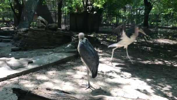 Hayvanat bahçesinde dolaşan iki güzel kuş — Stok video