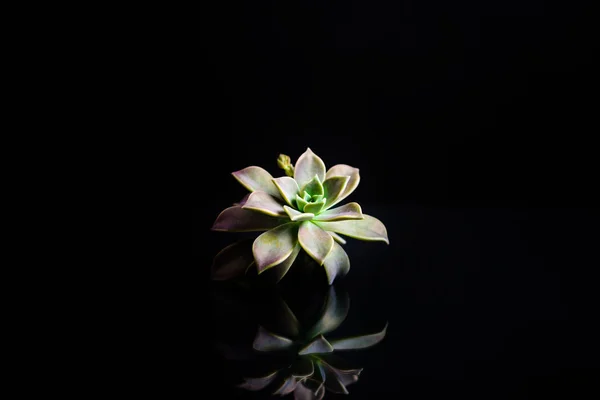 Closeup bloom plant — Stock Photo, Image