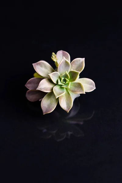 Closeup bloom bitki — Stok fotoğraf
